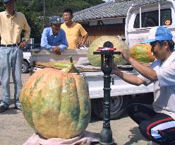 Jumbo pumpkin competition